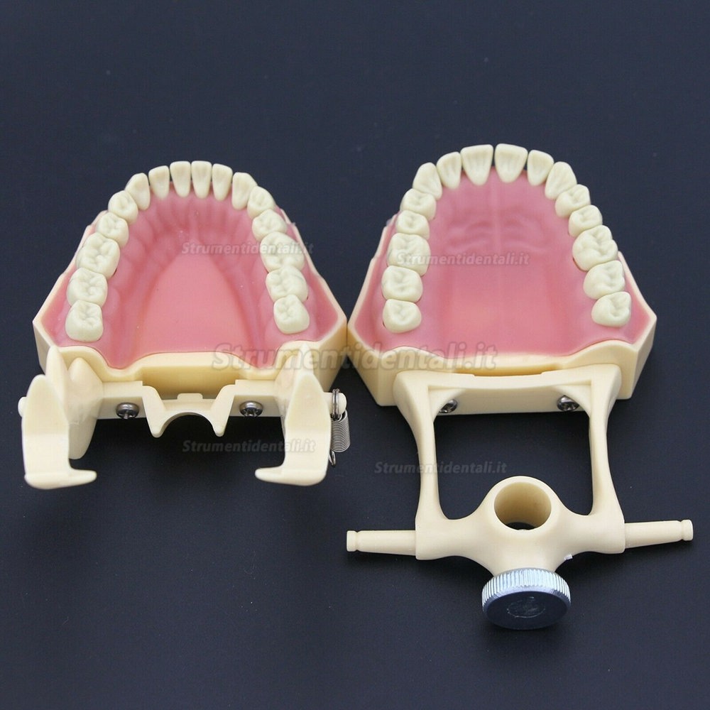 Dentale M8014-2 Typodont Restauro Modello Frasaco Ag3 Compatibile